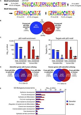 Functional Conservation of Divergent p63-Bound cis-Regulatory Elements